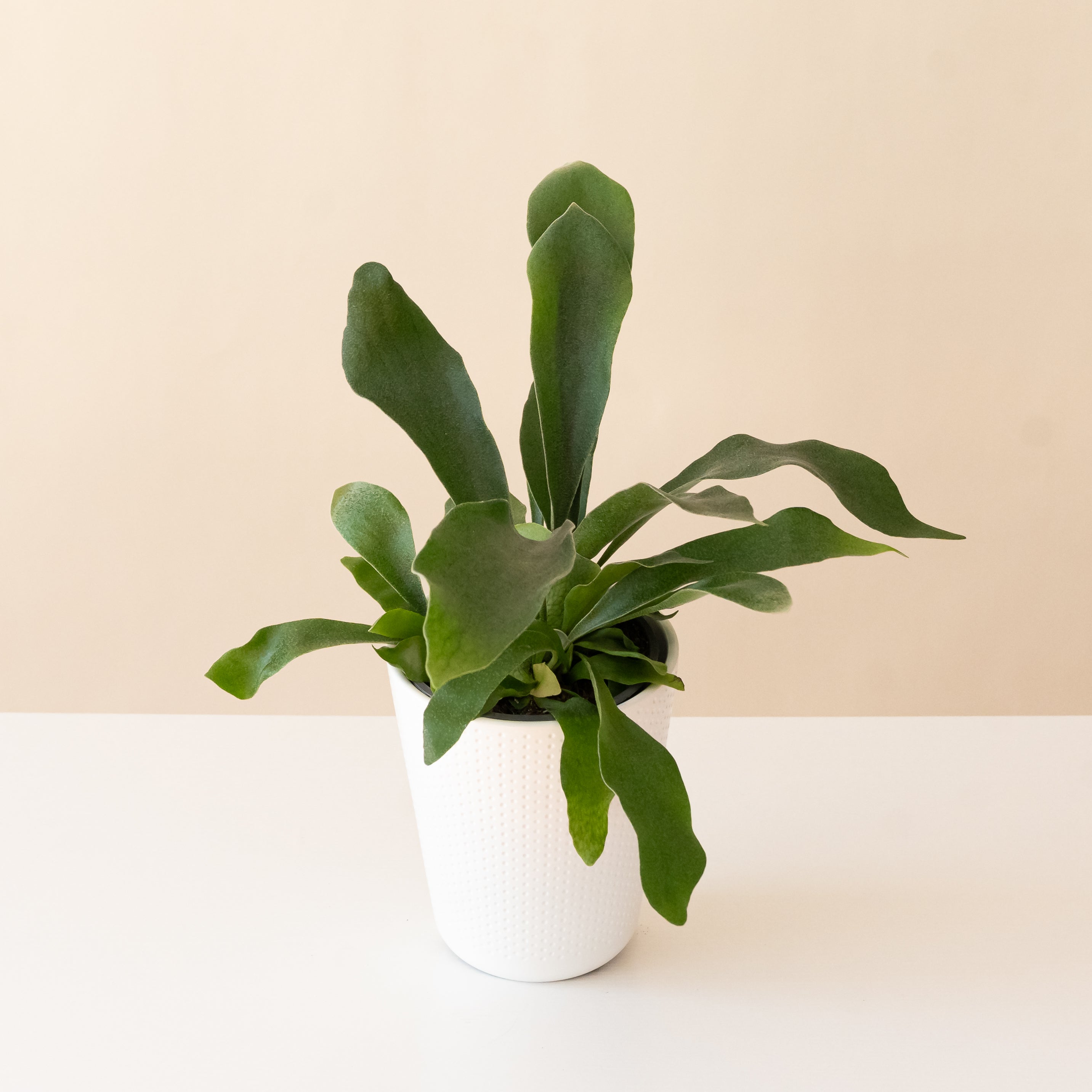 Living Lace Sword Dance staghorn fern featuring silvery-green fronds.