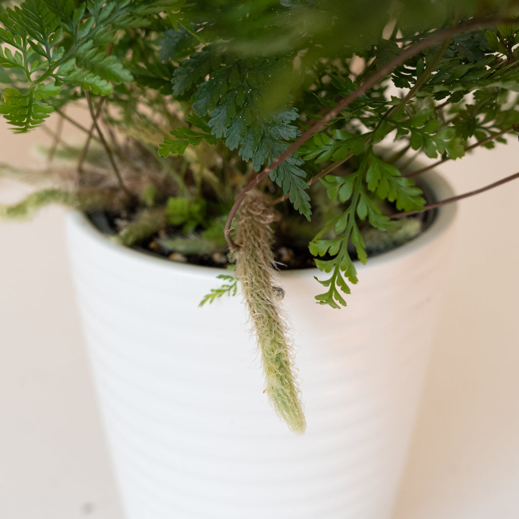 Twilight Tassel Fern with fuzzy rhizomes and delicate, lacy green fronds.