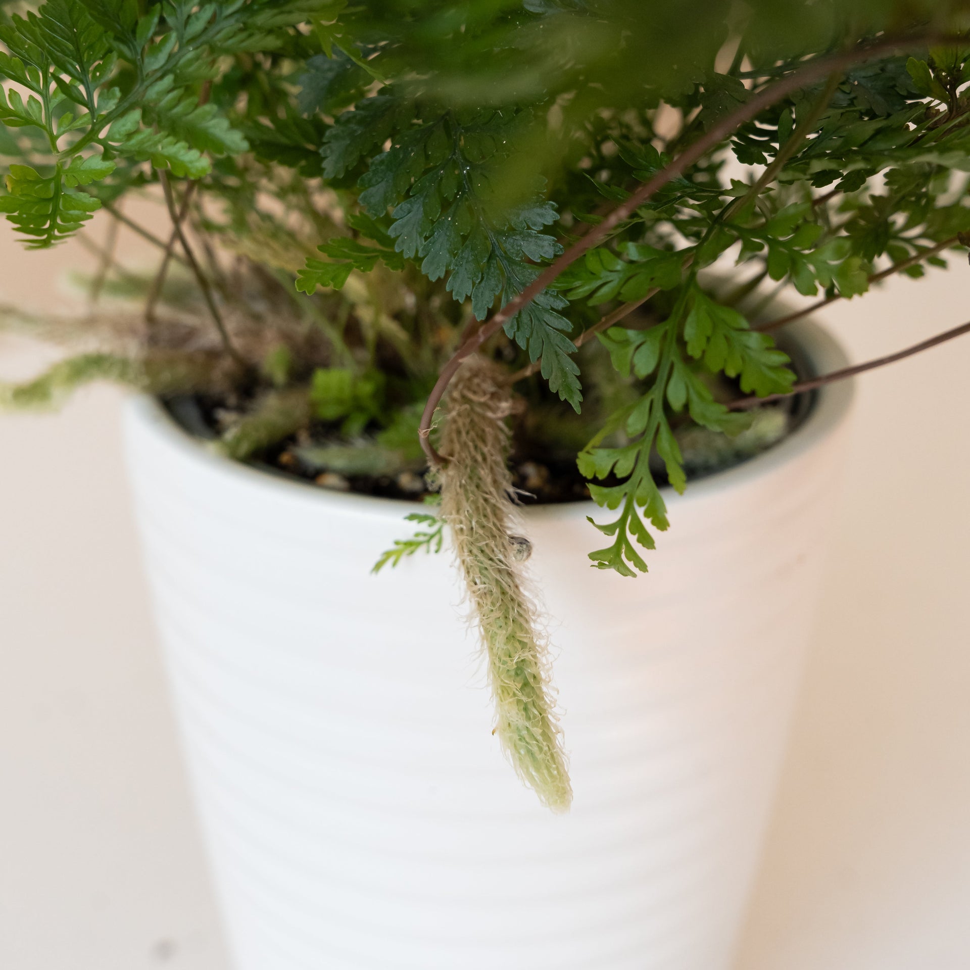 Twilight Tassel Fern with fuzzy rhizomes and delicate, lacy green fronds.