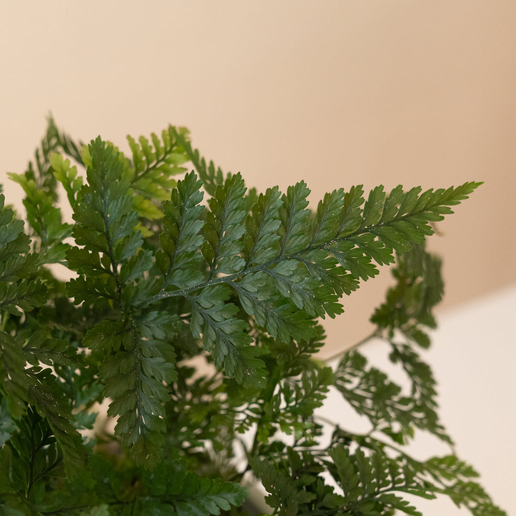 Living Lace Twilight Tassel Fern with Fuzzy Rhizomes