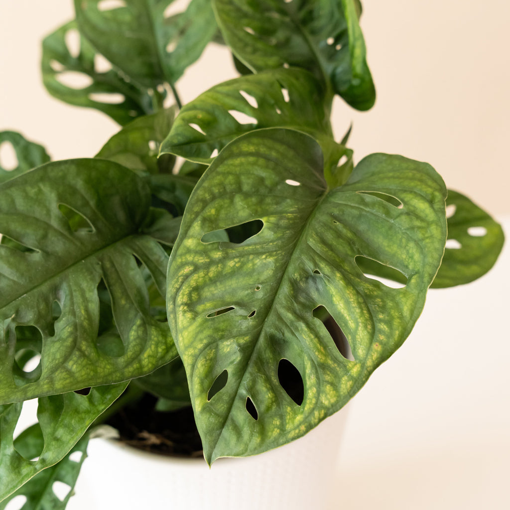 Monstera Adansonii Vine with Fenestrated Leaves for Decor