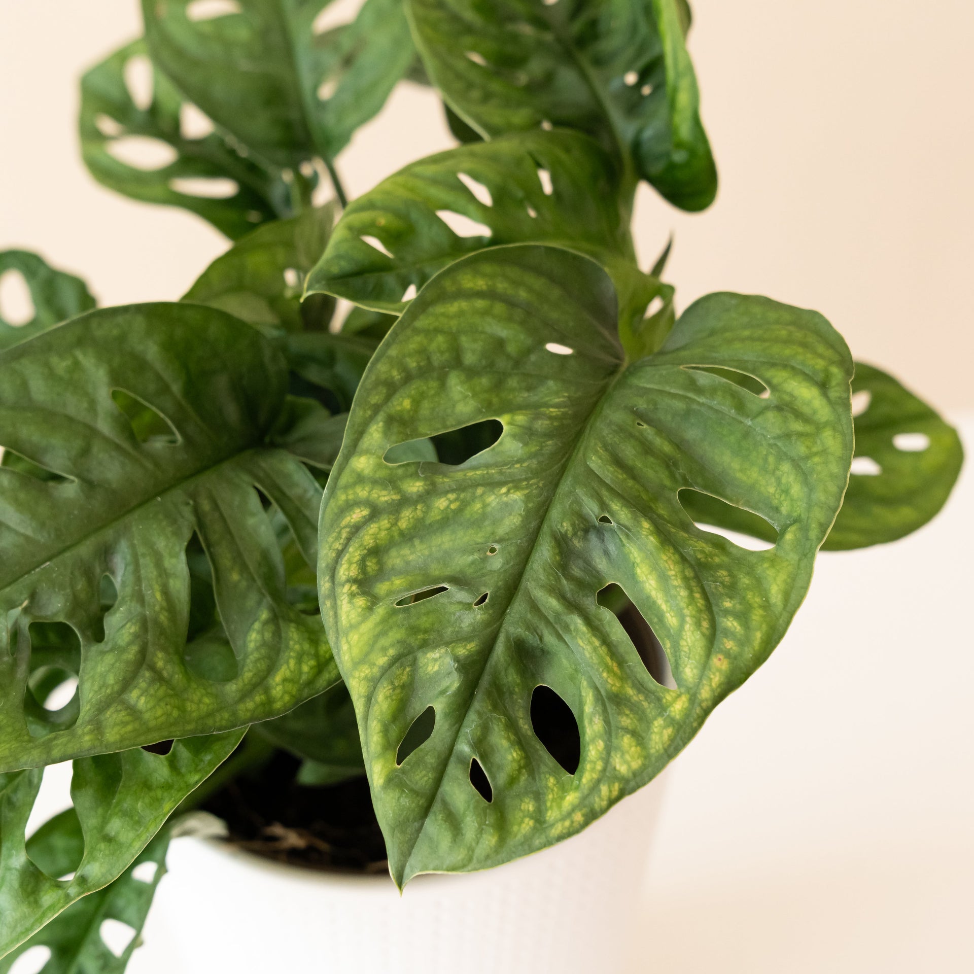 Monstera Adansonii Vine with Fenestrated Leaves for Decor