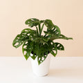A lush Monstera Adansonii vine featuring green leaves with natural fenestrations.