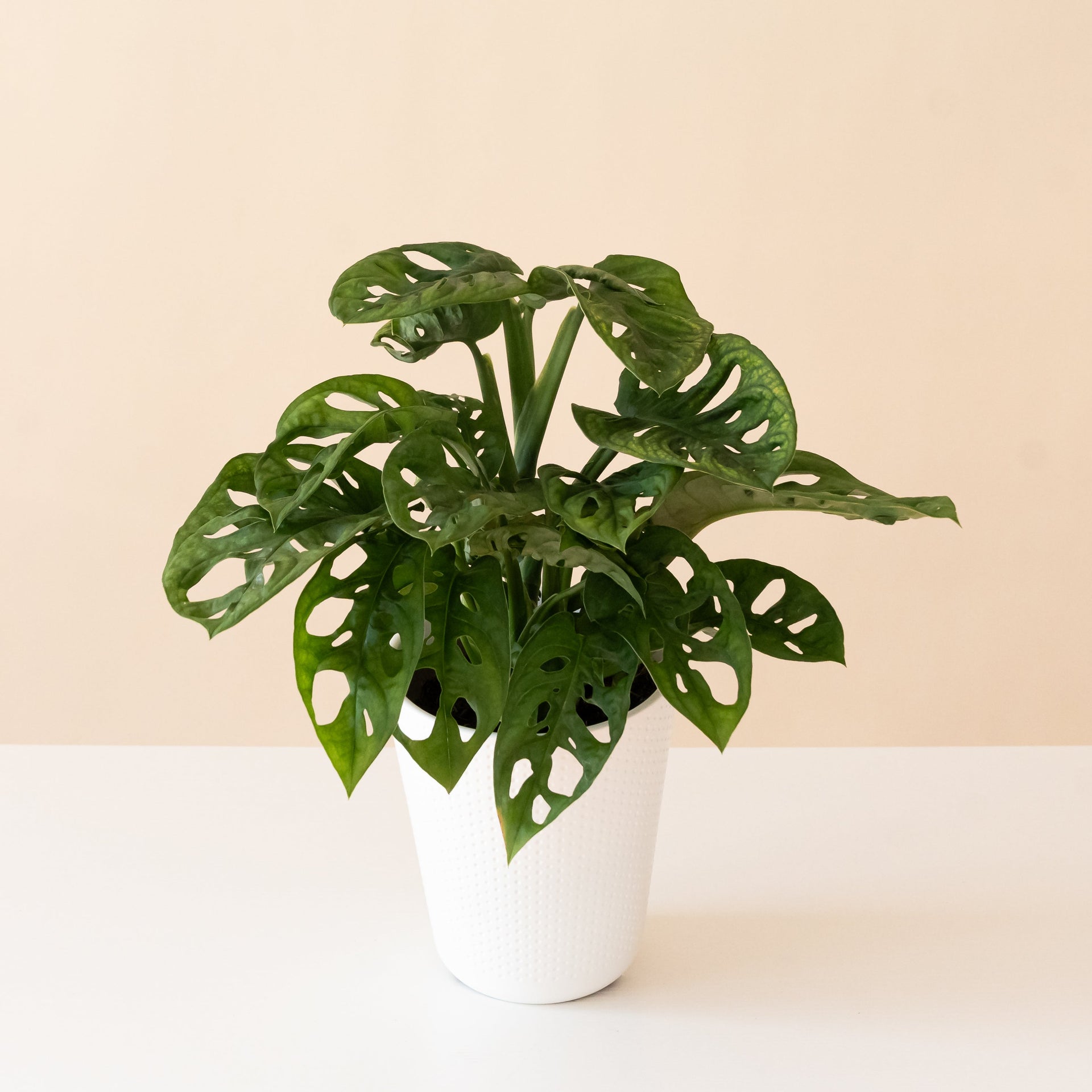 A lush Monstera Adansonii vine featuring green leaves with natural fenestrations.