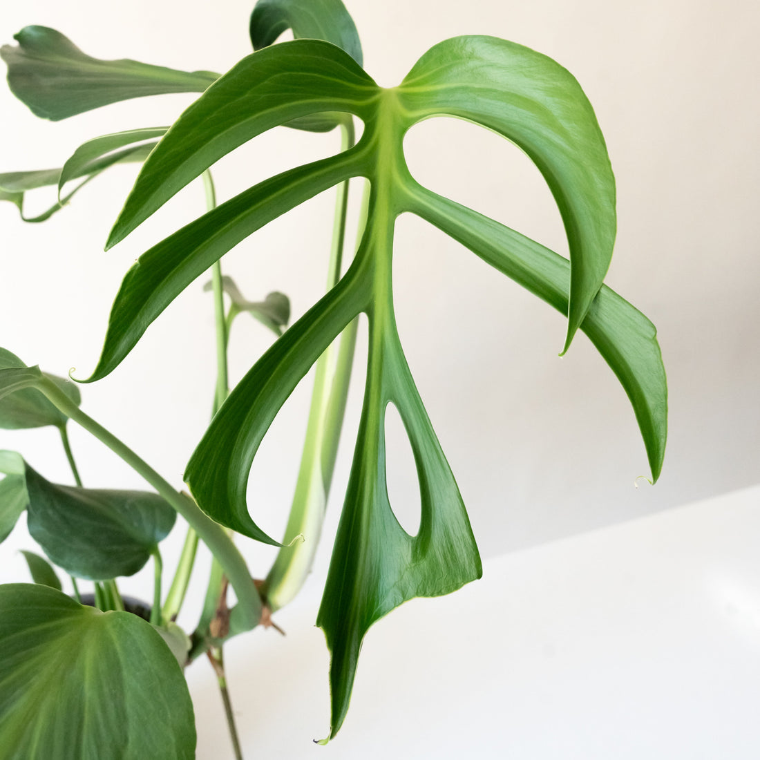 Mysteria Burle Marx Flame Monstera Indoor Jungle Plant