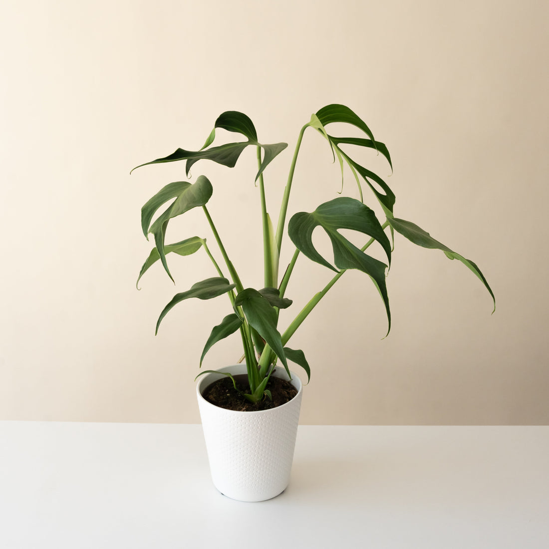 The distinctive flame-shaped leaves of the rare Mysteria Burle Marx Flame Monstera.