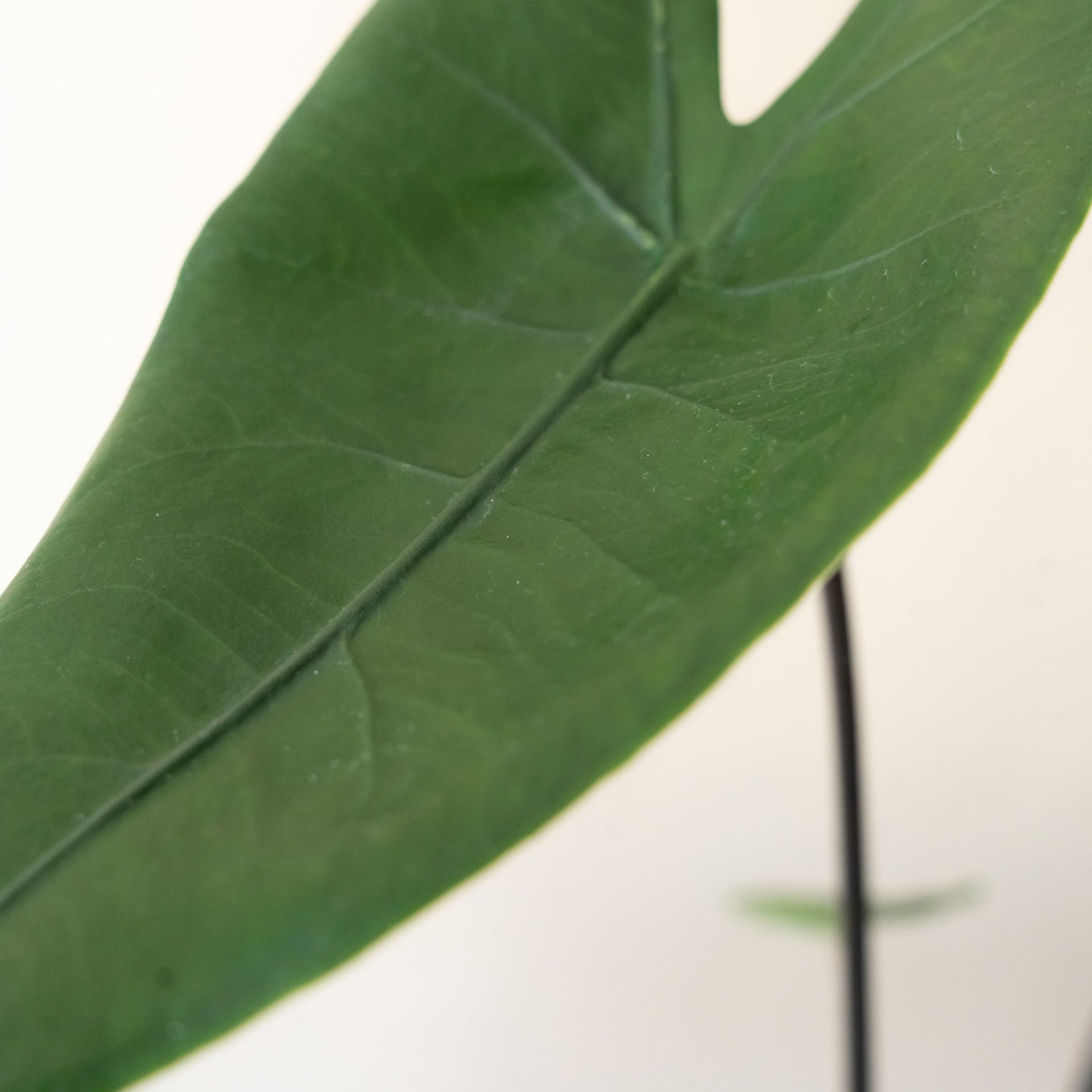 Mythic Blackout Alocasia Zebrina with Obsidian Stems