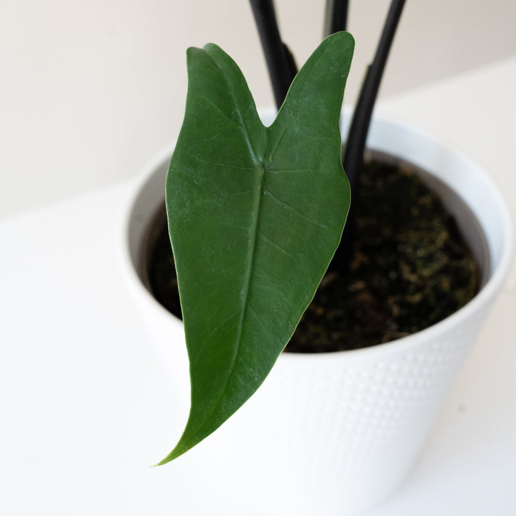 Mythic Blackout Alocasia Zebrina with Obsidian Stems