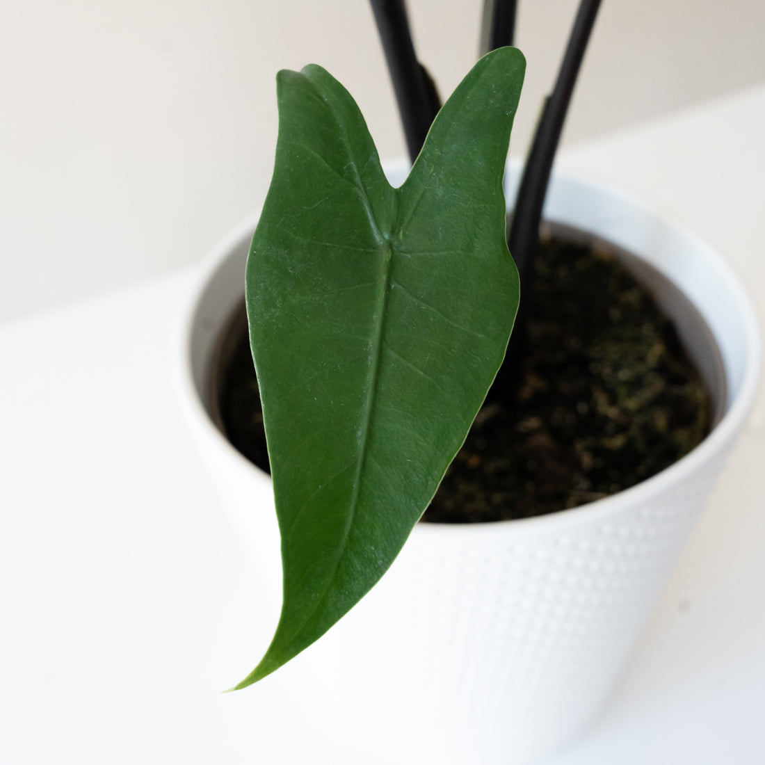 Mythic Blackout Alocasia Zebrina with Obsidian Stems