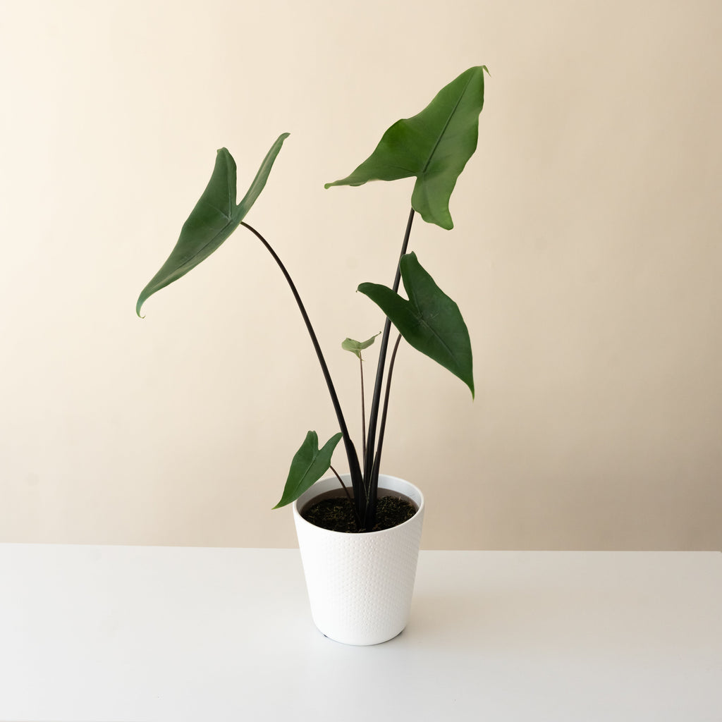 Mythic Blackout Alocasia zebrina showing dark green arrowhead leaves and near-obsidian stems.