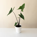 Mythic Blackout Alocasia zebrina showing dark green arrowhead leaves and near-obsidian stems.