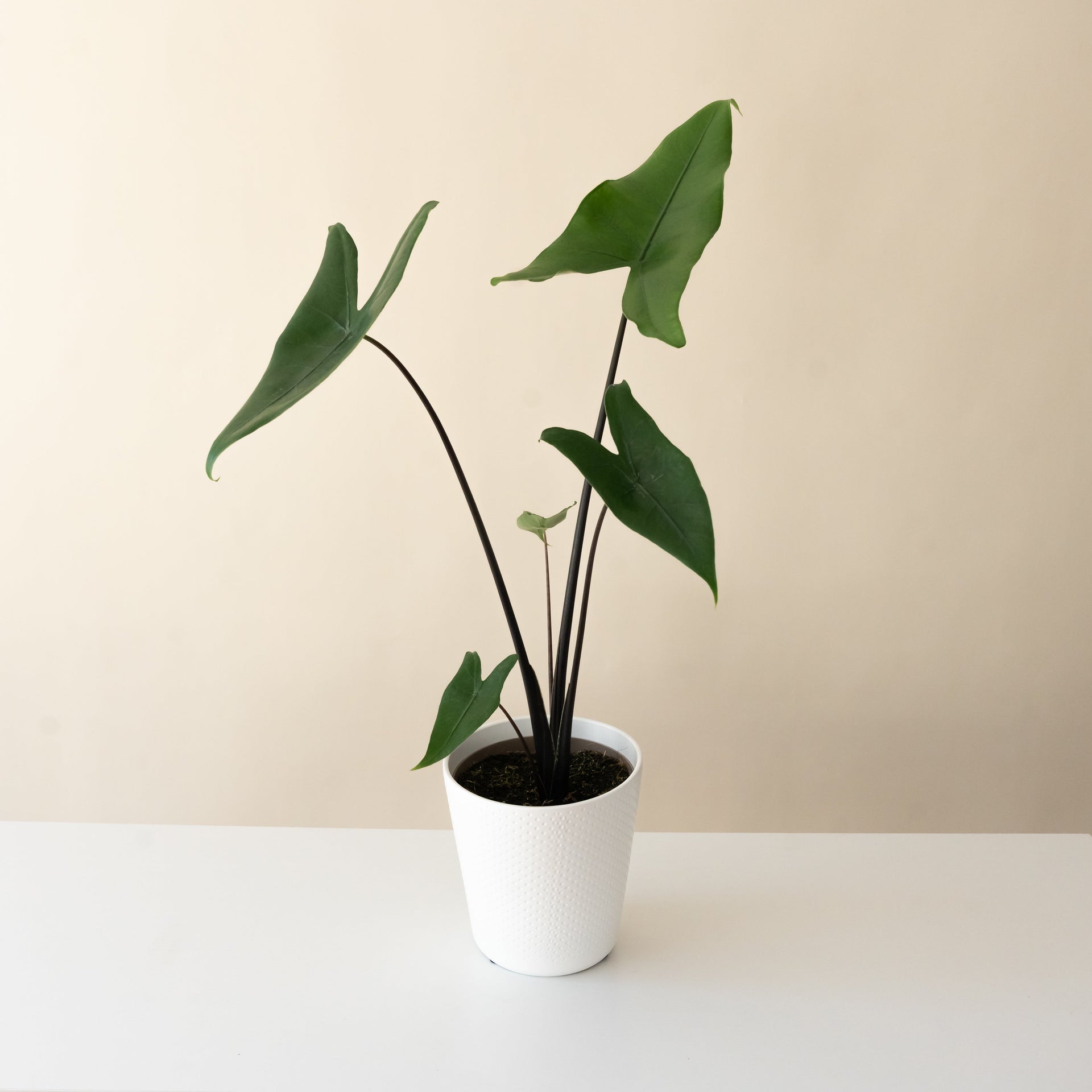 Mythic Blackout Alocasia zebrina showing dark green arrowhead leaves and near-obsidian stems.