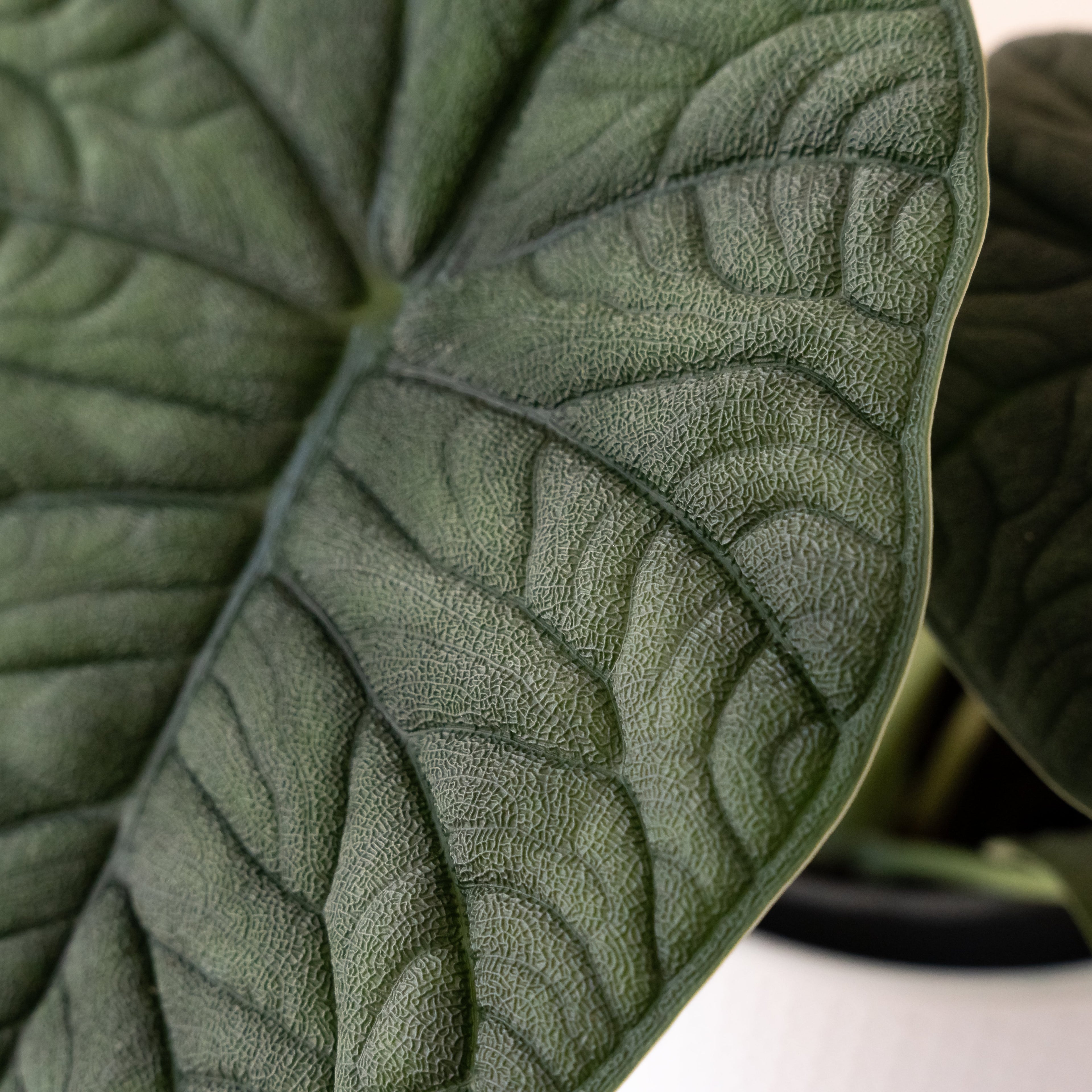 Mythic Dragonite Alocasia Jewel Plant for Botanical Decor