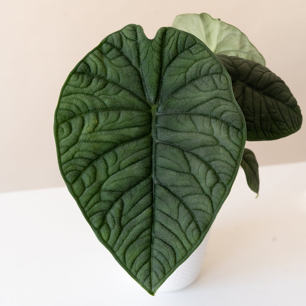 Mythic Dragonite Alocasia Jewel Plant for Botanical Decor