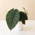 Close up of the deep dark olive green leaves of a Mythic Dragonite Alocasia.