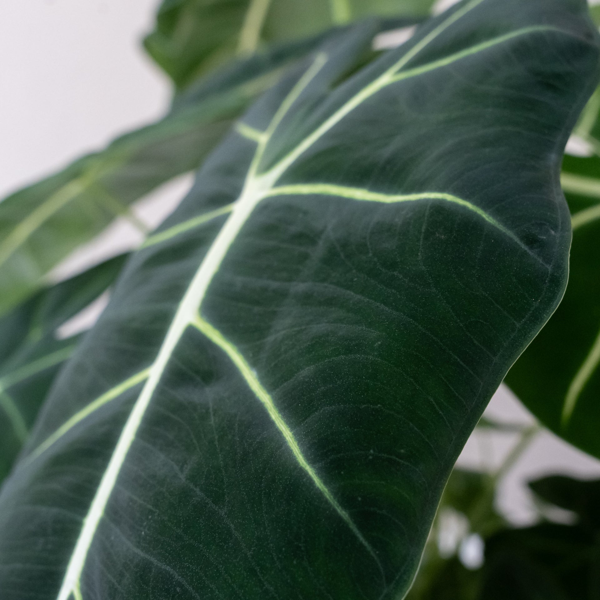 Mythic Frydek Alocasia with Velvety Dark Green Leaves