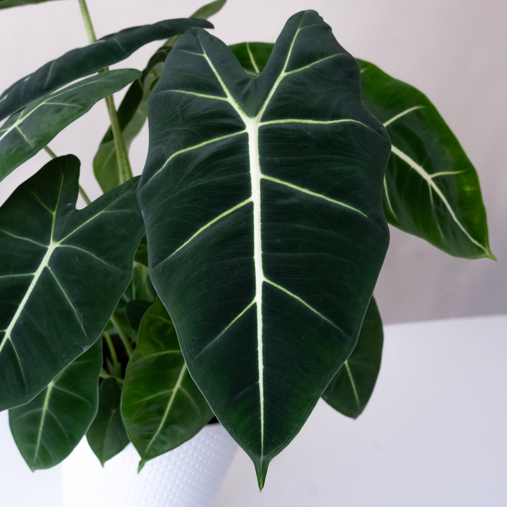 Mythic Frydek Alocasia with Velvety Dark Green Leaves