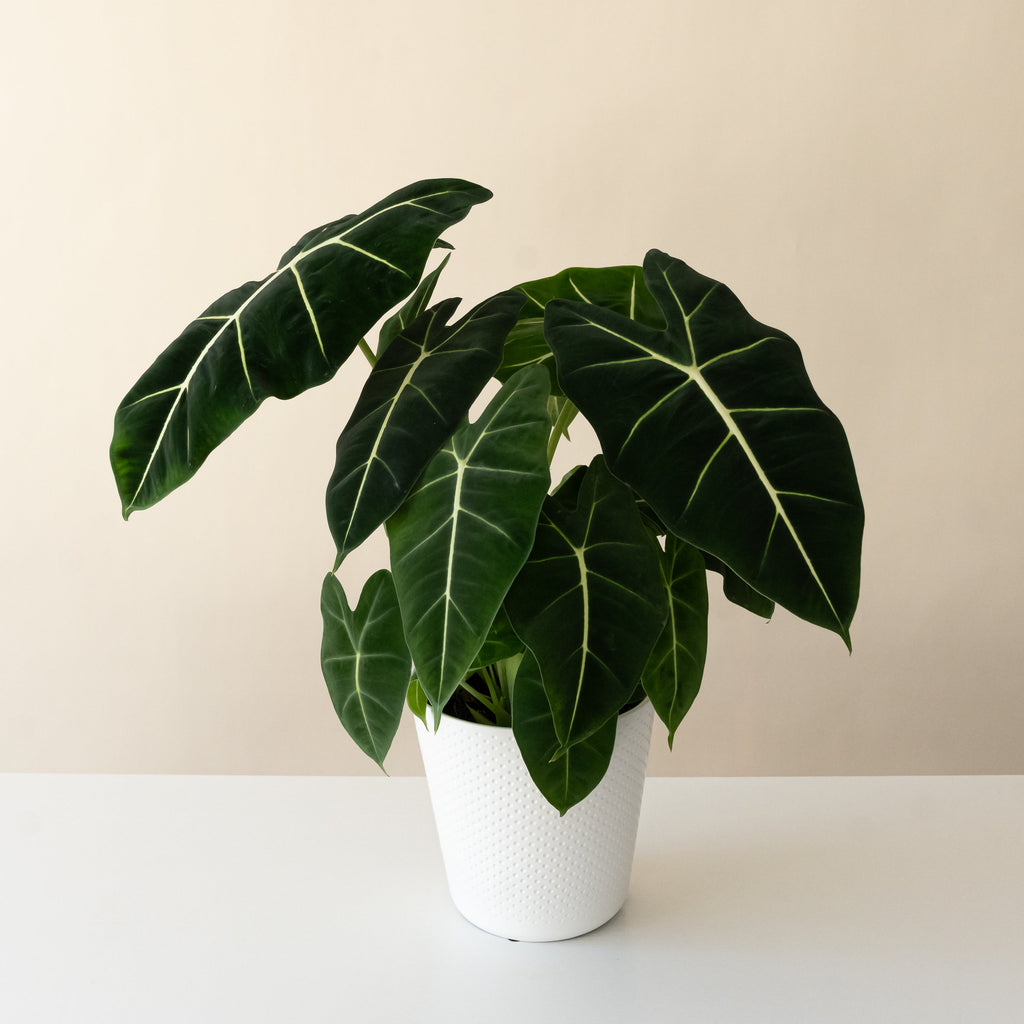 Mythic Frydek Alocasia with velvety dark green arrowhead leaves and white veining.