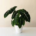 Mythic Frydek Alocasia with velvety dark green arrowhead leaves and white veining.