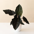 Close up of the Mythic Into the Night Alocasia with dark green, almost black arrowhead-shaped leaves.