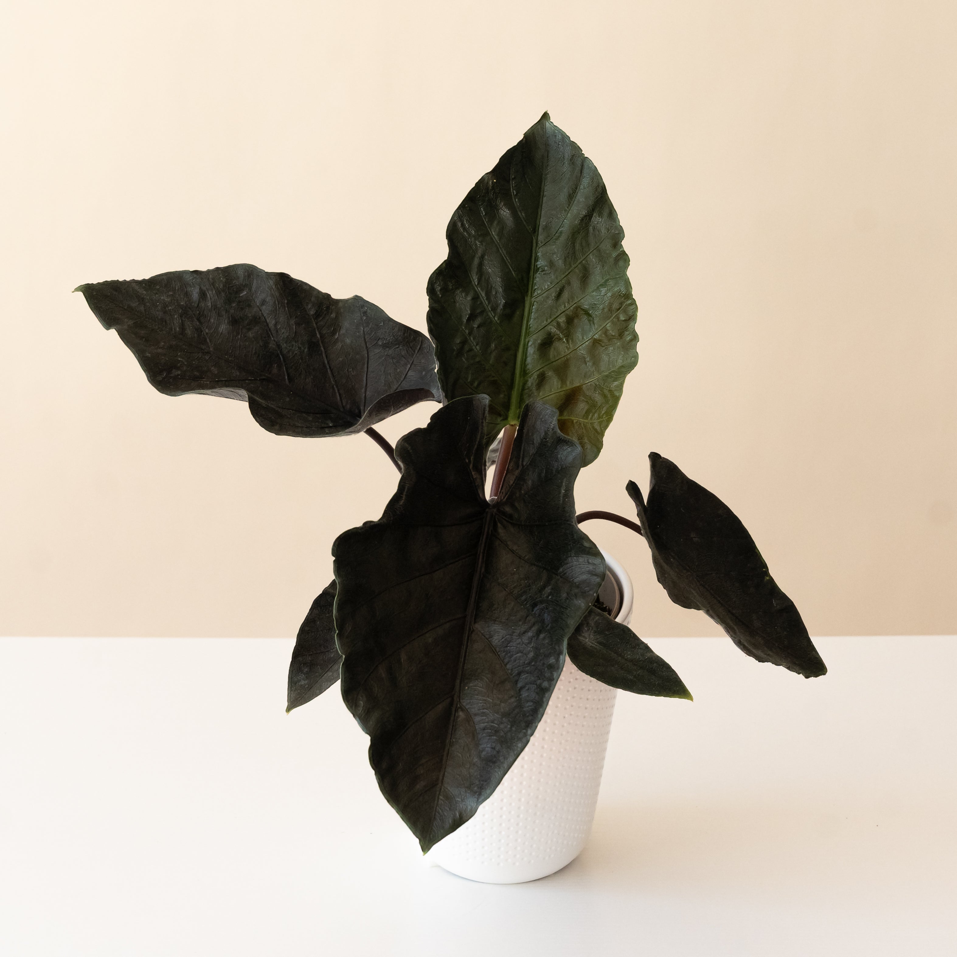 Close up of the Mythic Into the Night Alocasia with dark green, almost black arrowhead-shaped leaves.