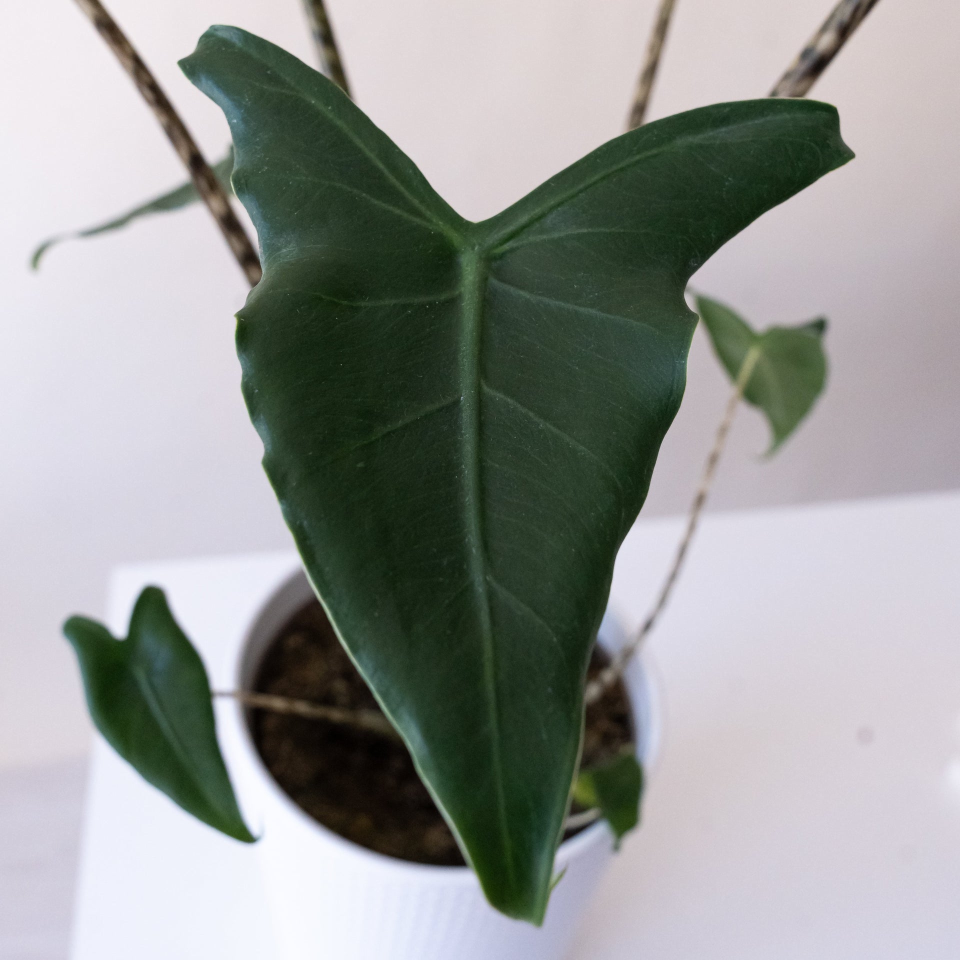 Mythic Jungle Music Alocasia Live Tropical Plant, Modern Decor