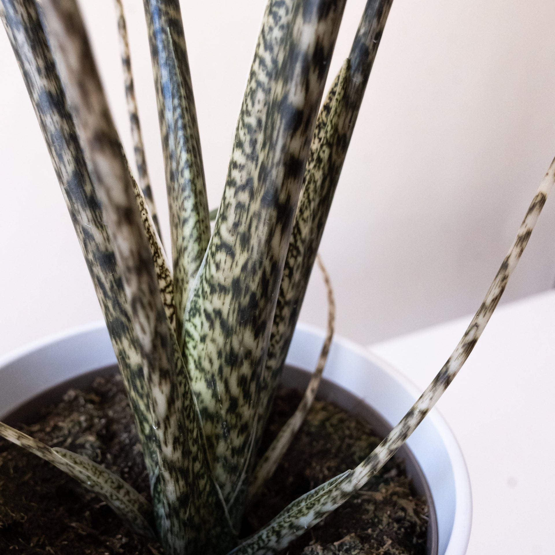 Mythic Jungle Music Alocasia Live Tropical Plant, Modern Decor