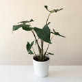 Mythic Jungle Music Alocasia plant with deep green leaves and zebra-striped stems in a modern home setting.
