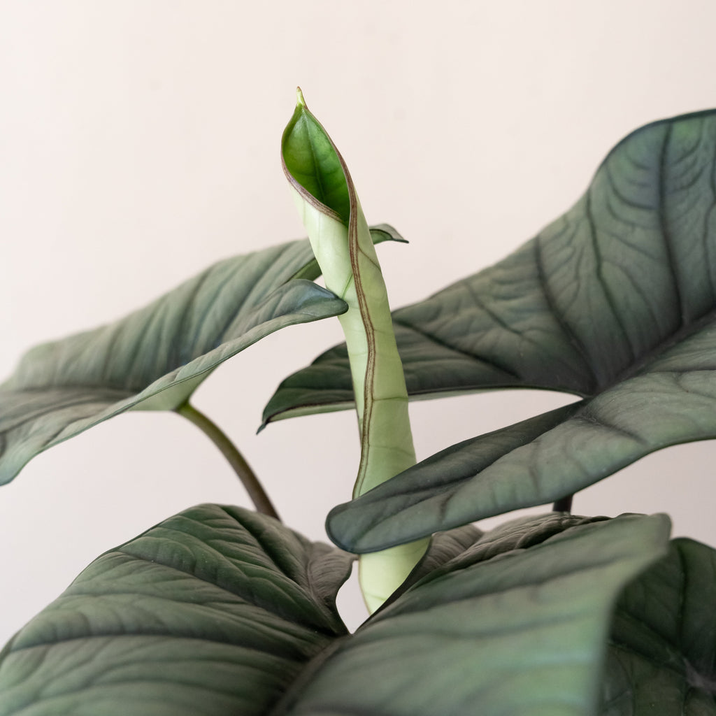 Quicksilver Alocasia Plant – Modern Minimalist Indoor Houseplant