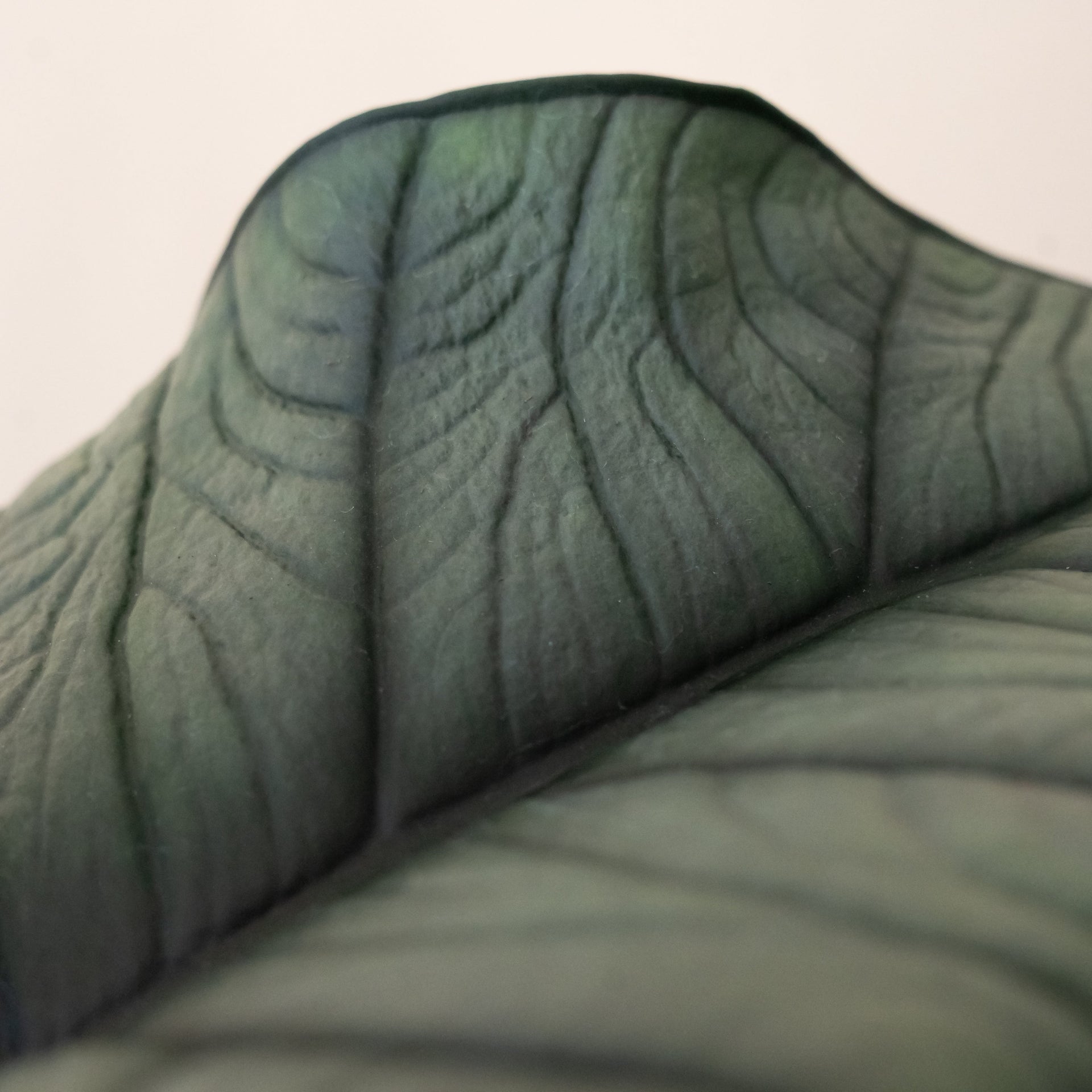 Quicksilver Alocasia Plant – Modern Minimalist Indoor Houseplant