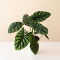Mythic Rumplestiltskin Alocasia with heavily crinkled, mottled dark-green leaves in a modern interior.