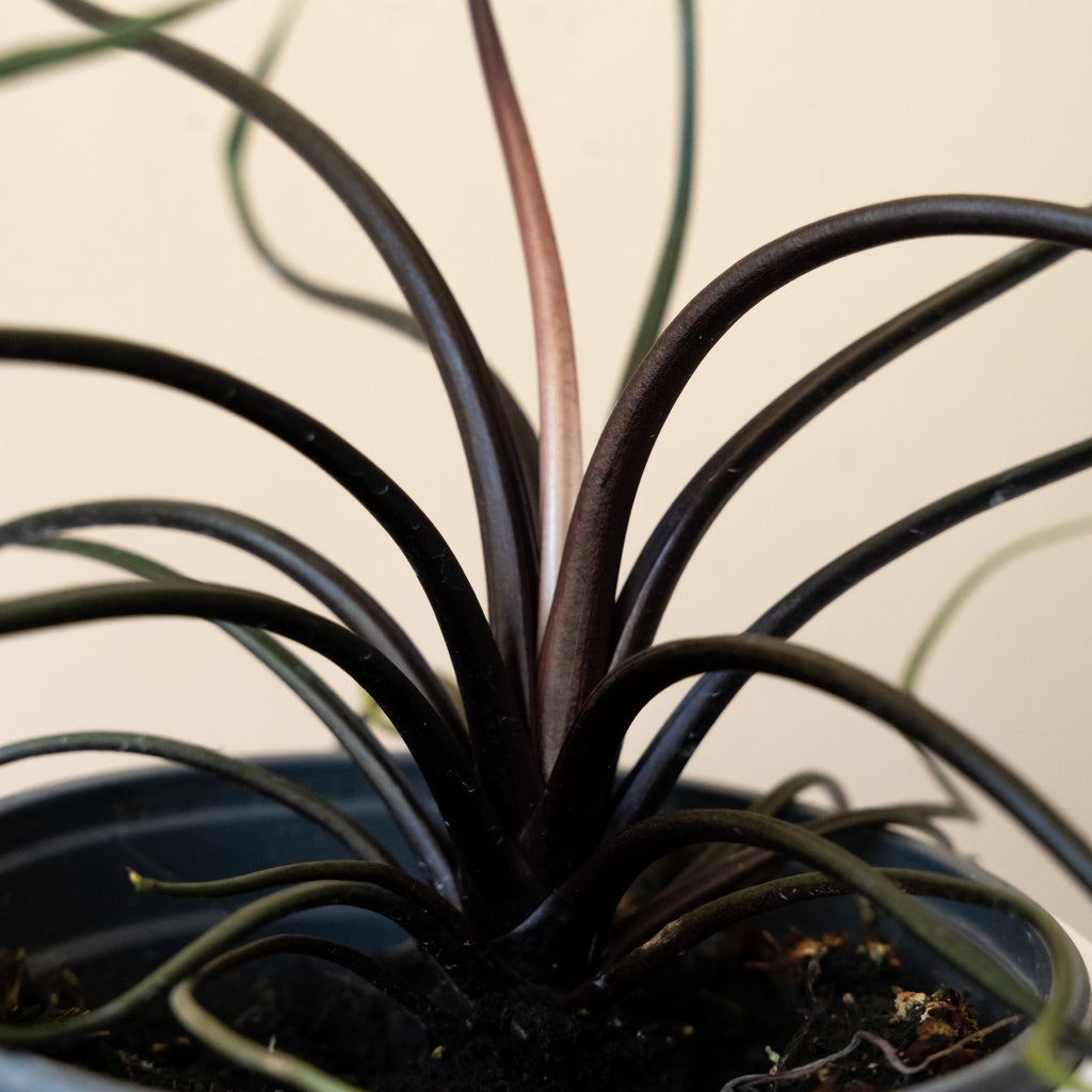 Mythic® Tentacular™ Alocasia Plant in White Modern Minimalist Planter