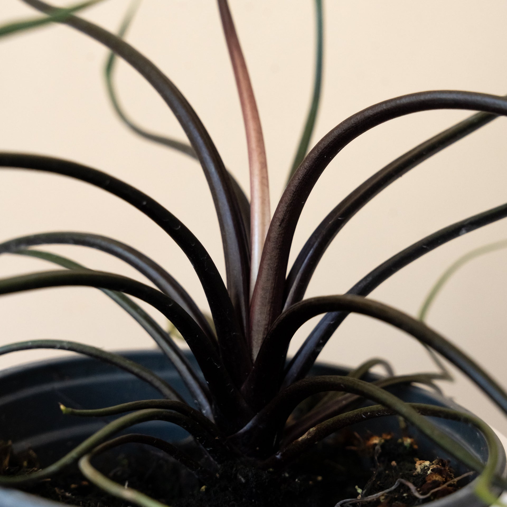 Mythic® Tentacular™ Alocasia Plant in White Modern Minimalist Planter