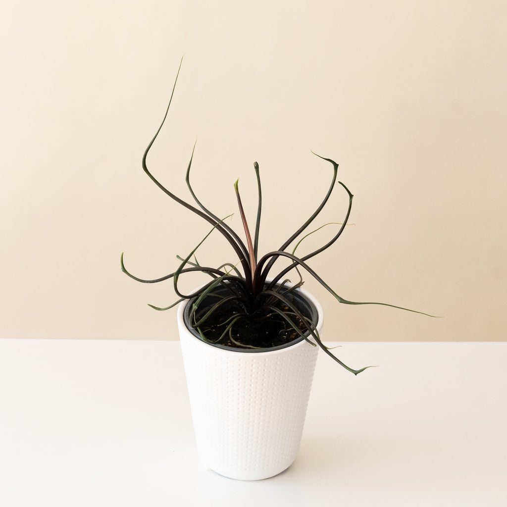 Mythic Tentacular Alocasia with burgundy foliage in a clean white minimalist planter