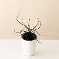 Mythic Tentacular Alocasia with burgundy foliage in a clean white minimalist planter
