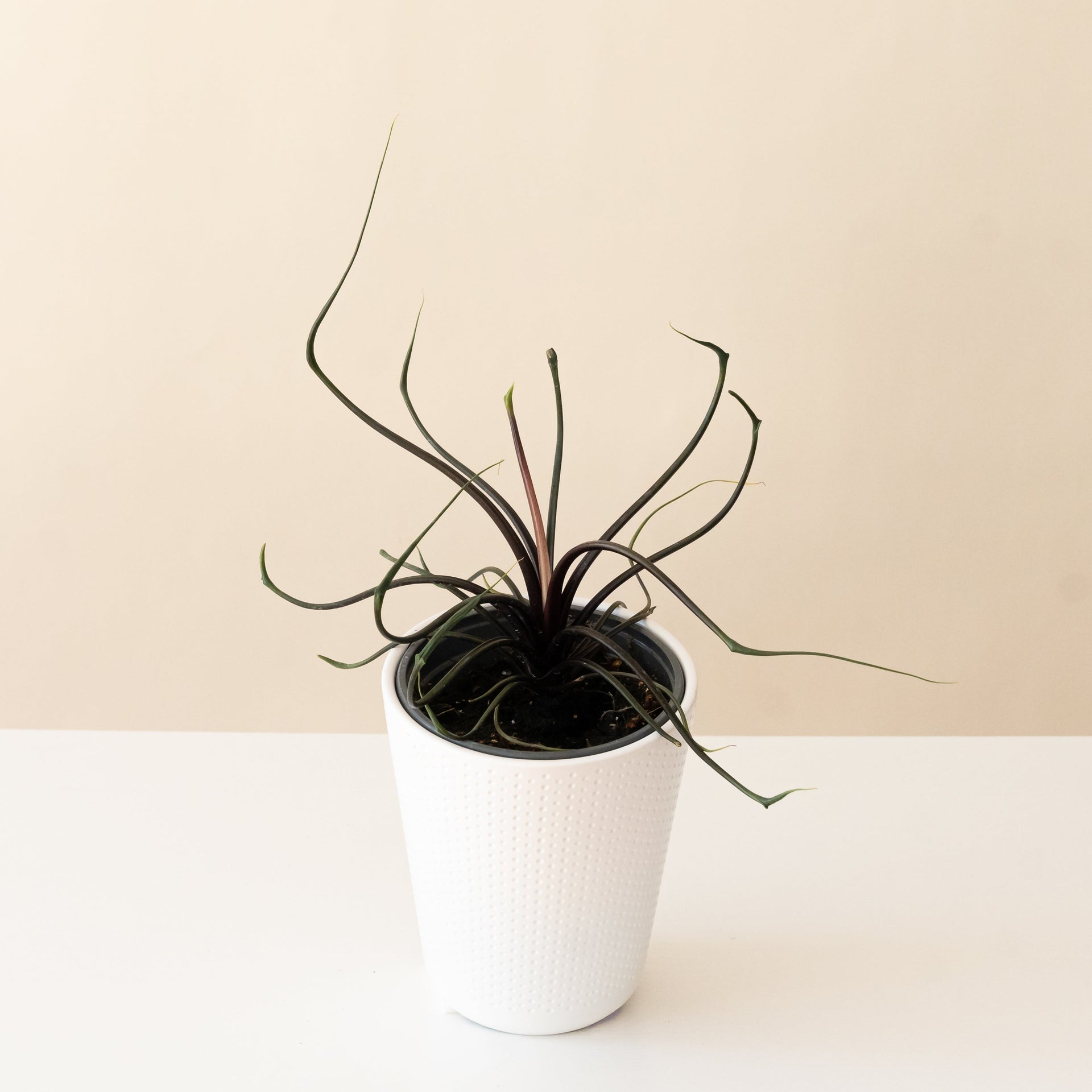 Mythic Tentacular Alocasia with burgundy foliage in a clean white minimalist planter