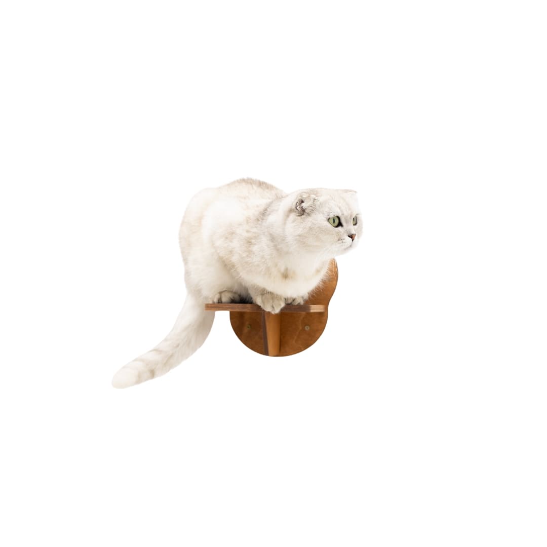 Oak wooden wall-mounted cat steps attached to a home interior wall