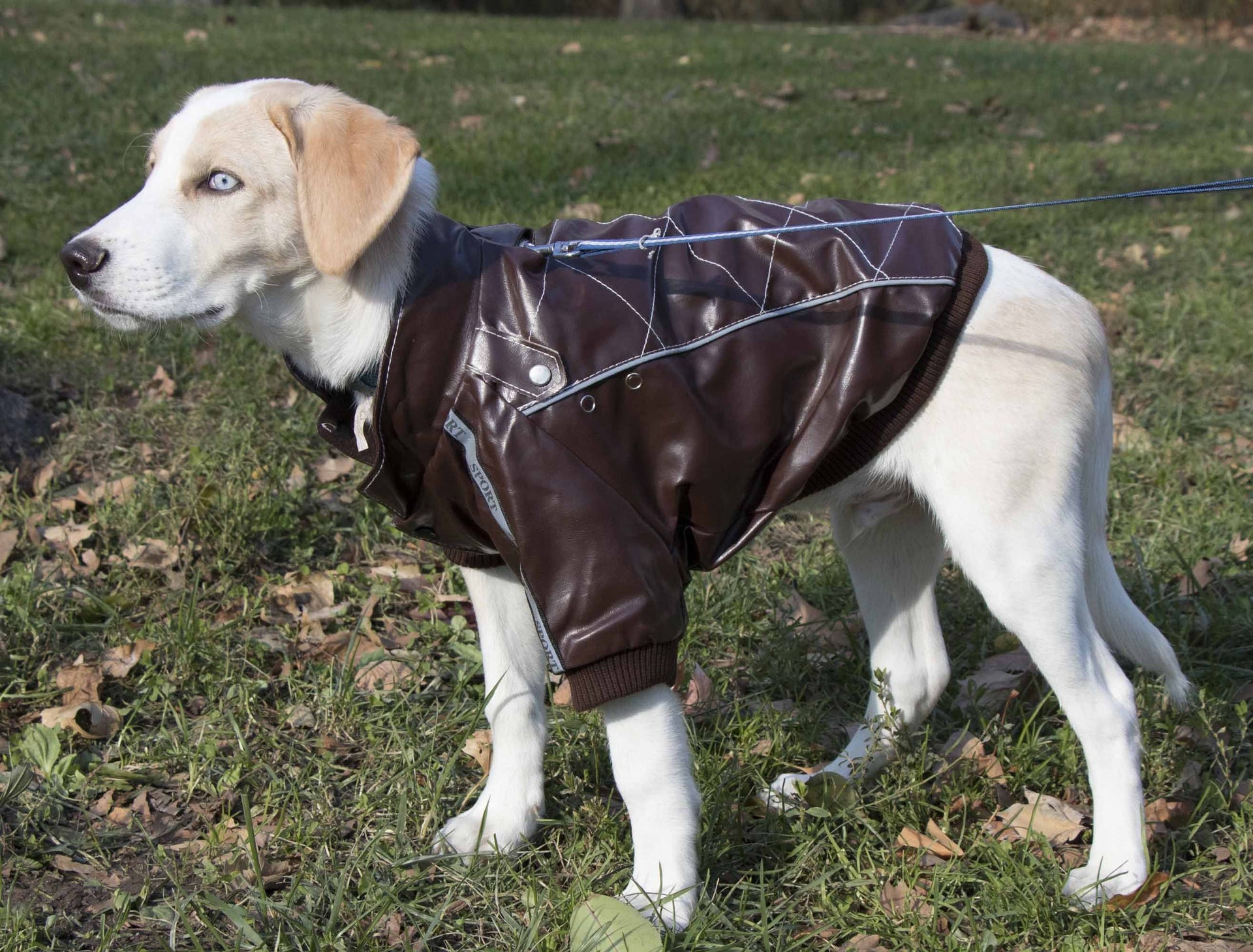 Wuff-Rider Fashion Suede Stitched Dog Jacket in Brown - Image 6