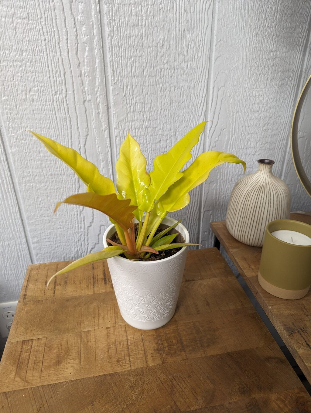 Golden Apple Hybrid Philodendron Sunglasses - Unique Plant Inspired