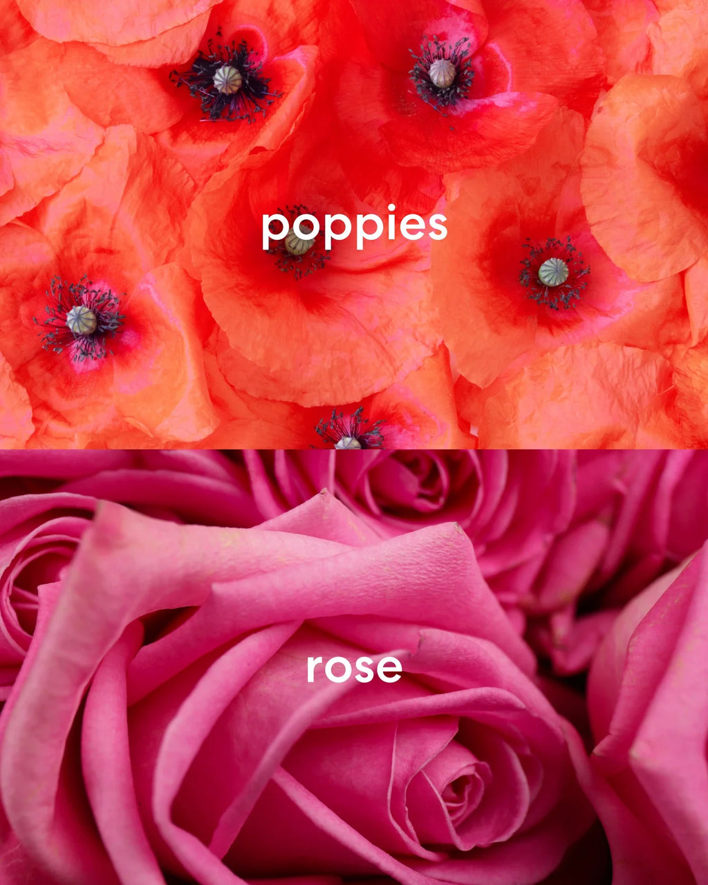 Berets & Bouquets