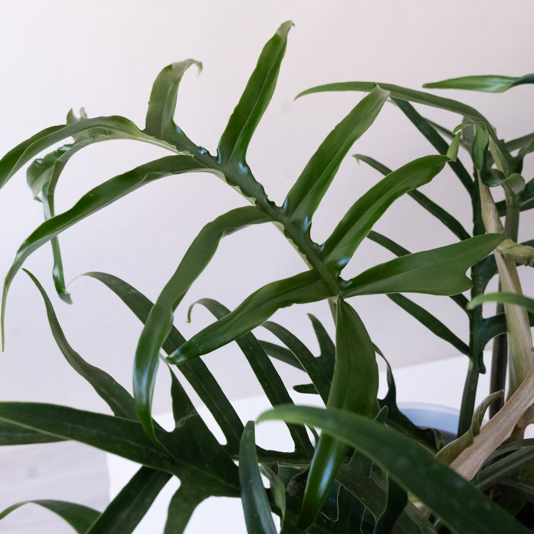Prismacolor Twisted Sister Fernleaf Philodendron Decor