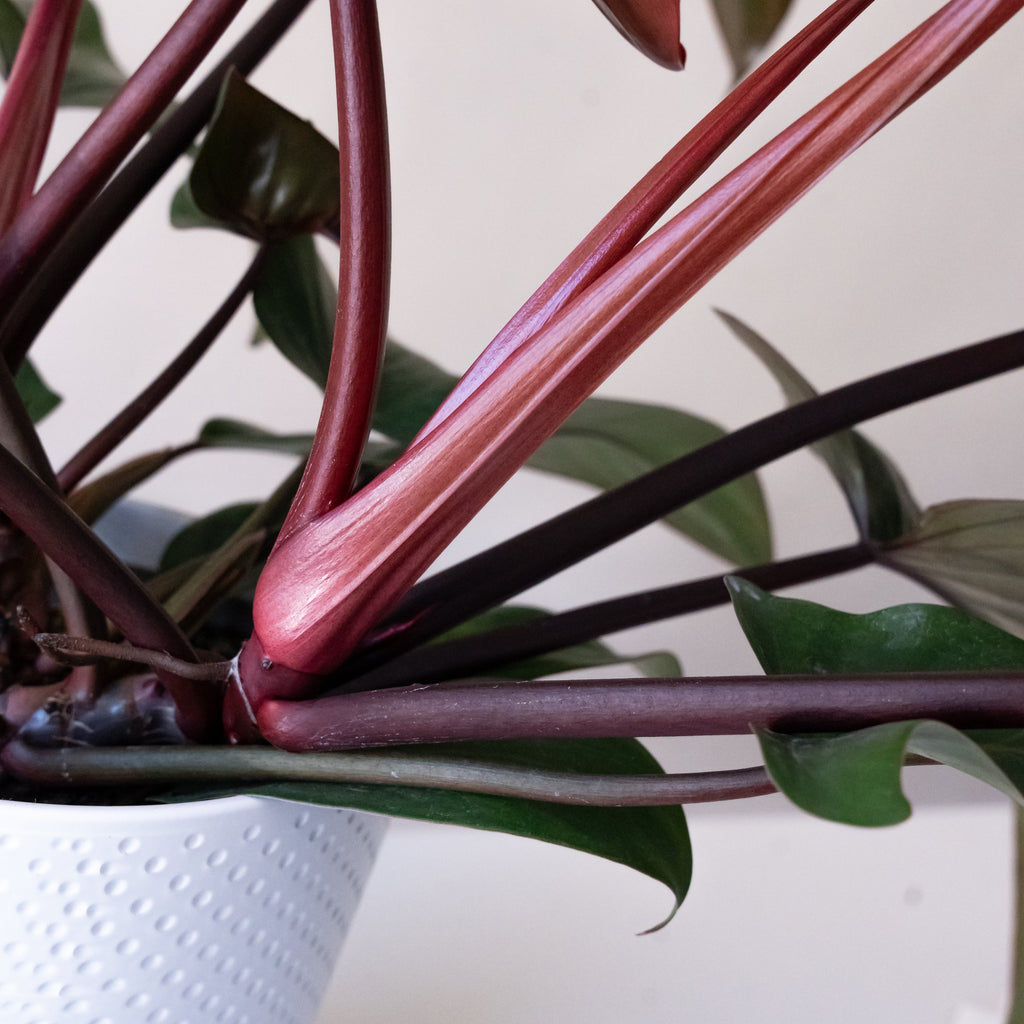 Prismacolor Bronze Hybrid Philodendron with Lobed Leaves