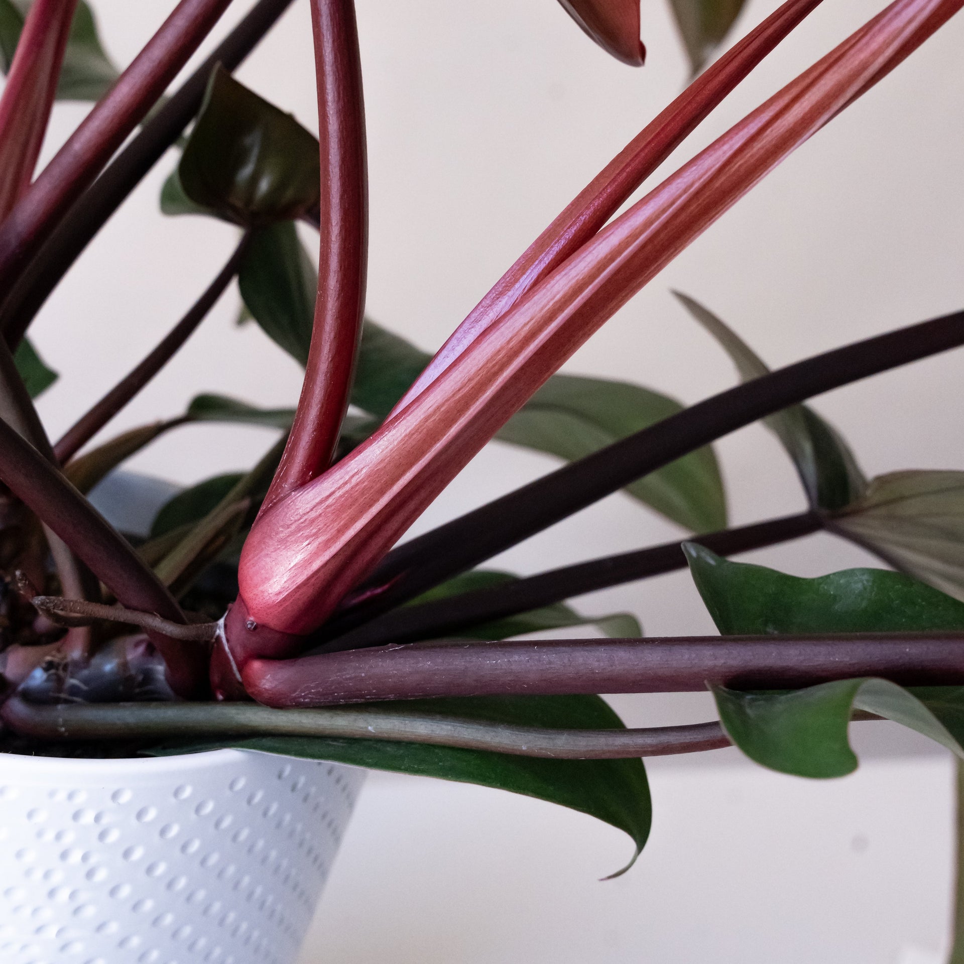 Prismacolor Bronze Hybrid Philodendron with Lobed Leaves