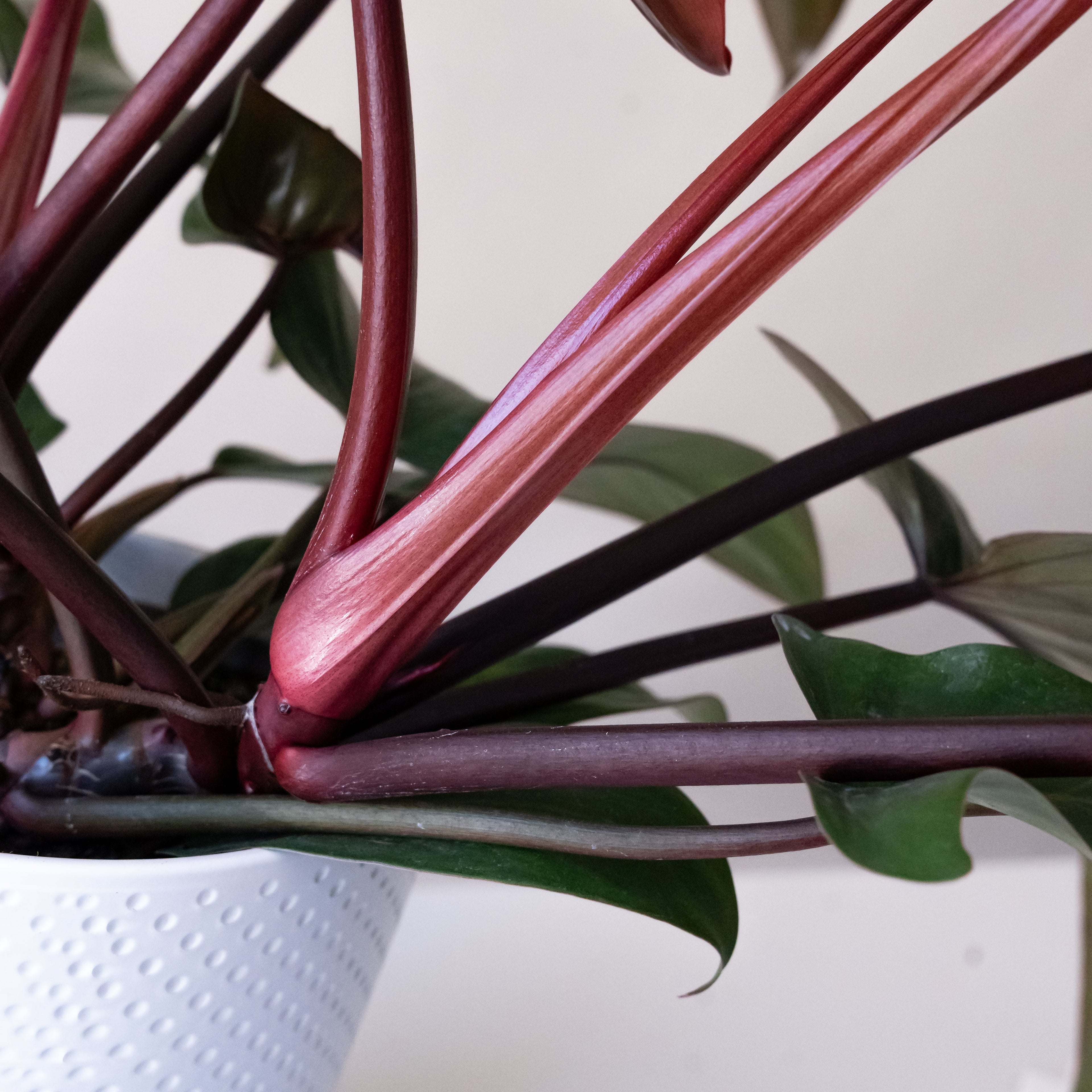 Prismacolor Bronze Hybrid Philodendron with Lobed Leaves