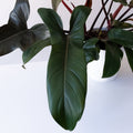 Prismacolor Bronze philodendron featuring large, lobed leaves in bronze and dark green hues.