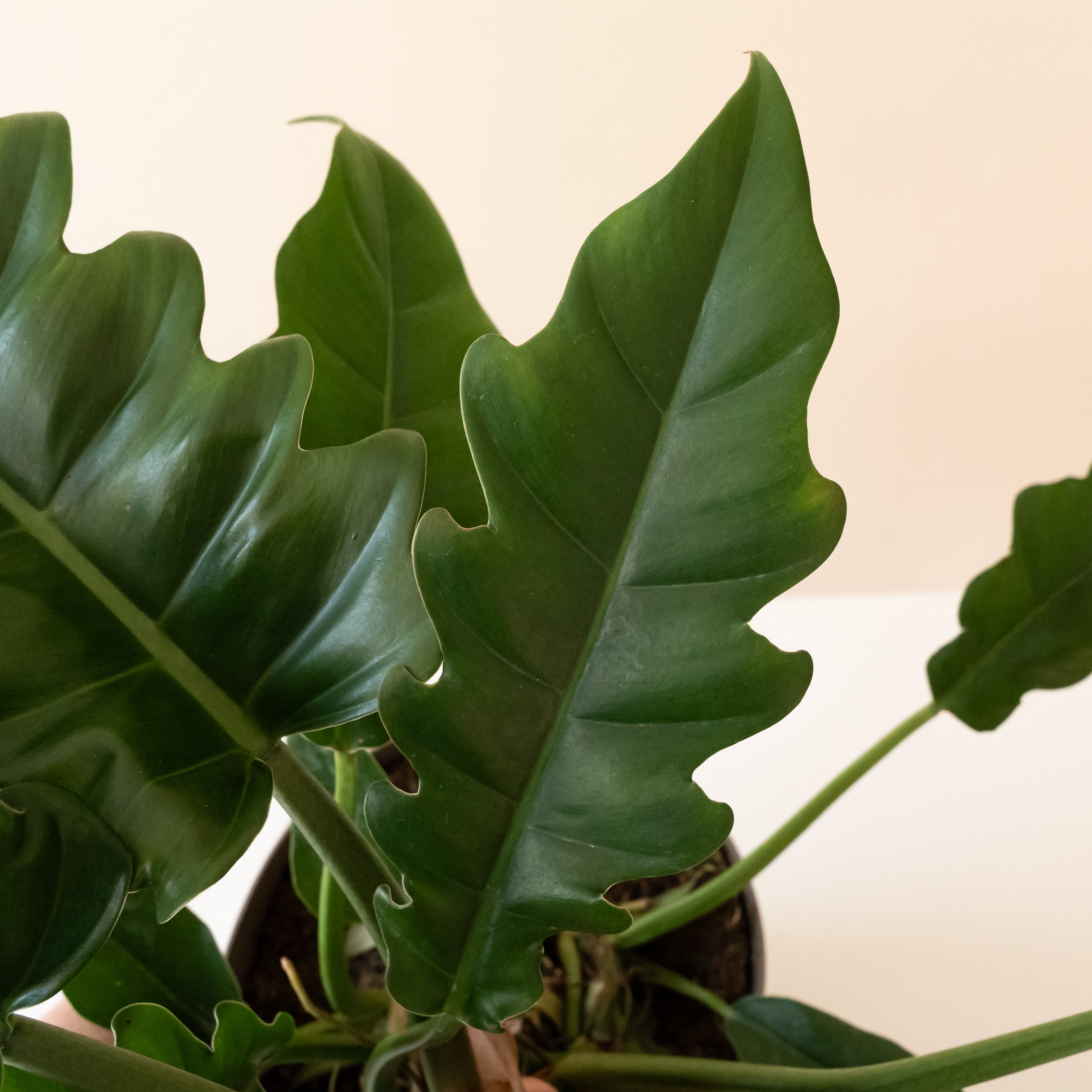 Double-edged Sword Philodendron - Wavy Leaf Botanical Houseplant