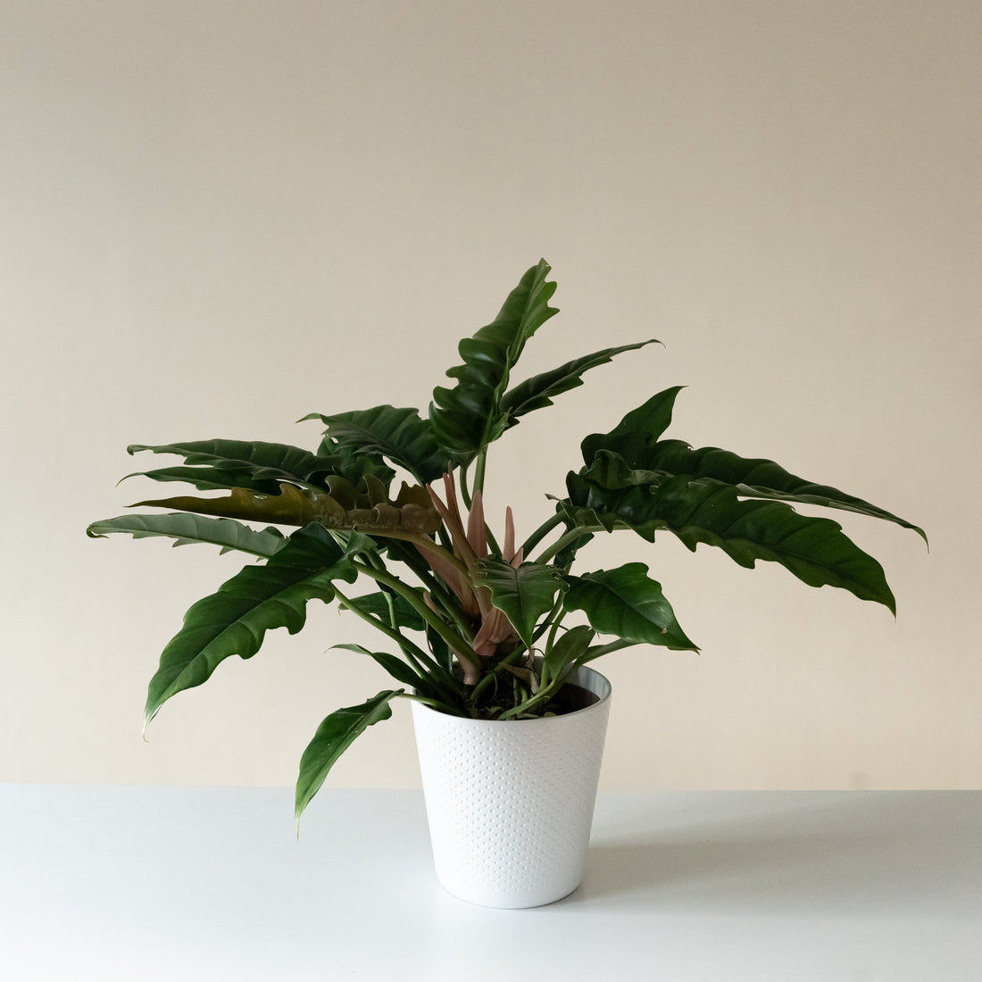 An upright, clumping Philodendron with dark green lance-shaped leaves featuring serrated and wavy edges.