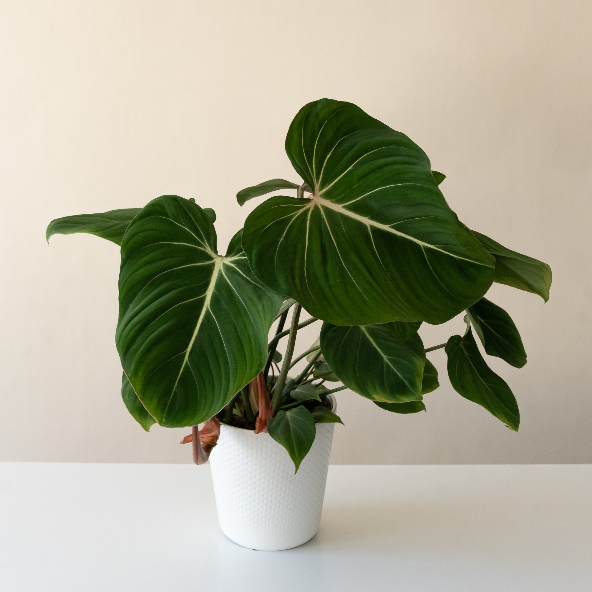 A lush Gloriosum Philodendron with velvety heart-shaped green leaves and striking white and pink veining.