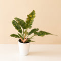 Prismacolor Golden Girl Philodendron with long, lance-shaped leaves displaying bright green and yellow variegation.