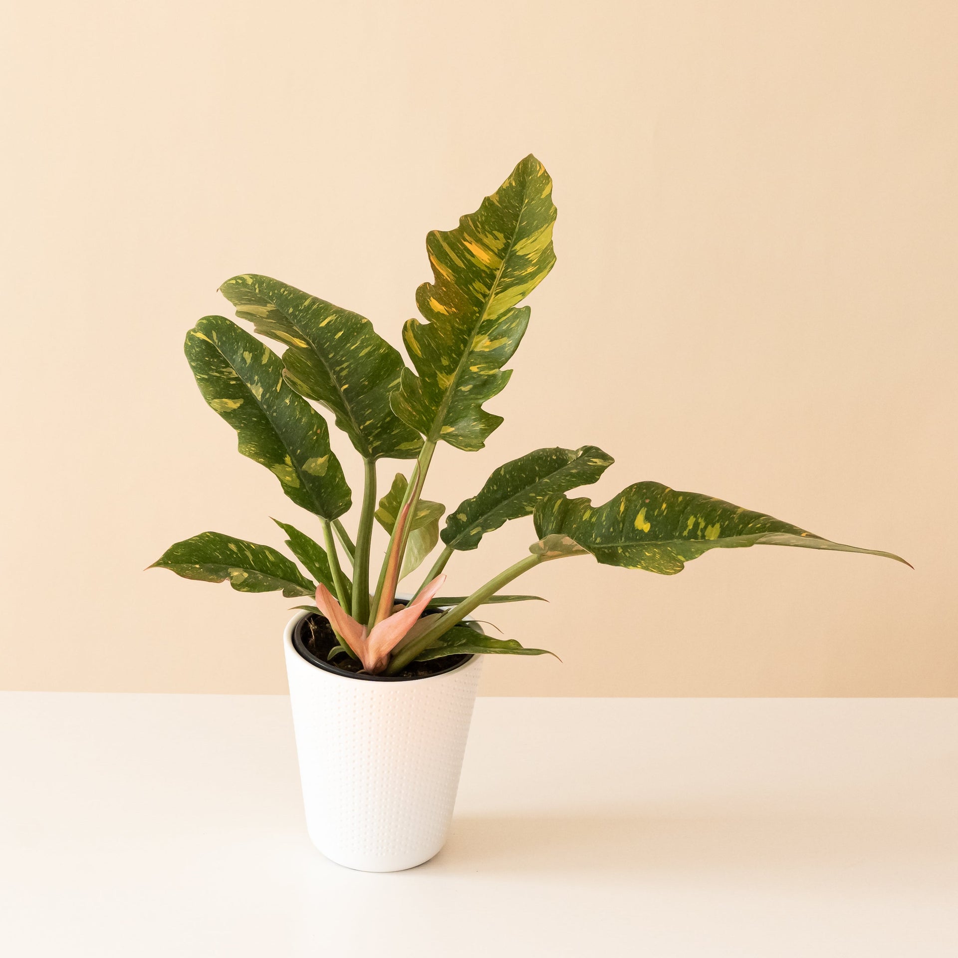 Prismacolor Golden Girl Philodendron with long, lance-shaped leaves displaying bright green and yellow variegation.